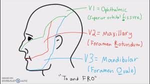 anatomy cranial nerves and their sensory distribution