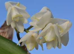 Image result for Polystachya epiphytica