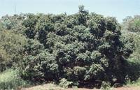 Image result for Galpinia transvaalica