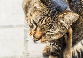 Die parasiten sind im wasser allerdings nur schwer nachzuweisen und ein vermehrtes auftreten ist zeitlich und räumlich sehr variabel. Katzen Parasiten Erkennen Und Behandeln