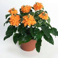Image result for Crossandra