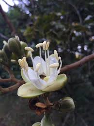 Image result for Hymenaea