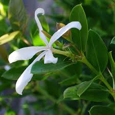 Image result for Carissa praetermissa