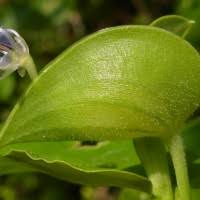 Image result for Commelina petersii