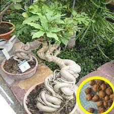 Image result for Cussonia natalensis