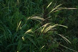 Image result for Digitaria abyssinica