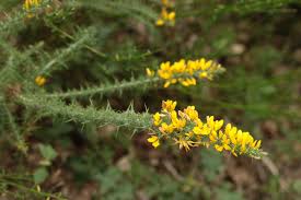 Image result for Ulex minor
