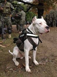 Dogo argentino puppies and dogs. Dogo Argentino Puppies Alaba International Market Dogs Puppies Alaba Public Ads