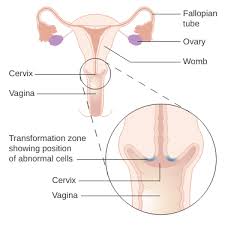 Comment savoir si l'on est enceinte grâce aux règles ? Col De L Uterus 5 Choses A Savoir Moonflow Symptothermie Dans L Oise