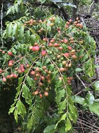 Image result for Clausena anisata