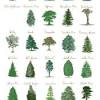 Other evergreen trees to consider for landscaping. 1