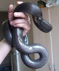 Full Credit To Owner This Was Found On Google Look At This Little Lovely Legless Lizard Mexican Black Kingsnake Mexican Black Kingsnake Pet Snake Snake
