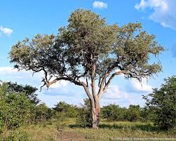 Image result for Pleurostylia capensis