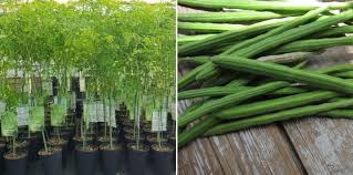 I would like to know how well this med works for others, how long it takes to so i am wondering now how often i should take them. Growing Moringa Tree From Seeds Cuttings Gardening Tips