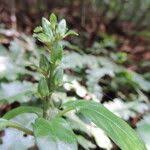 Image result for Anisosepalum