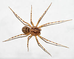 Diese großen, für viele menschen ekelerregenden spinnen, leben nicht in deutschland. Speispinne Wikipedia