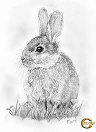 Bupzmum S Favorites Rabbit Drawing Realistic Drawings Pencil Portrait