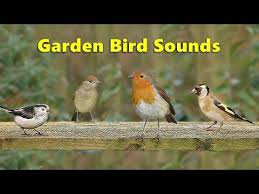 Bird Sounds Birds Singing 875 Garden Bird Sounds Spectacular 8 Hours Youtube In 2020 Bird Garden Bird Beautiful Birds