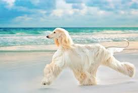 2,616 likes · 11 talking about this. Como Cuidar El Pelo De Un Galgo Afgano