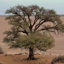 Image result for Acacia erioloba