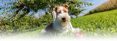 The wire haired fox terrier (pictured below) is often called a small airedale, even though the airedale is a much larger breed and only has a brown and black coat. Wire Fox Terrier Dog Breed Facts And Traits Hill S Pet