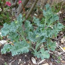 Image result for Crambe hispanica