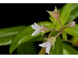 Image result for Oldenlandia angolensis