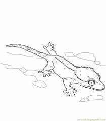 You can learn more about this in our help section. Crested Gecko Lizard Coloring Page For Kids Free Lizard Printable Coloring Pages Online For Kids Coloringpages101 Com Coloring Pages For Kids