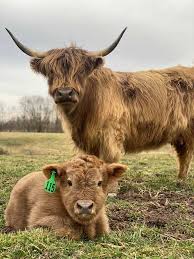 Let's face it—many species of animals are cuter as babies, and a highland cattle calf is no exception. This Farm In Kentucky Is Home To Cows So Fluffy You Ll Want To Hug Them And You Can