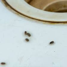 mouse poop