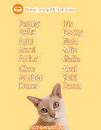 صاحب متجر الادارة عربة nomi gatti femmina originali amazon -  advancedelectronics.org