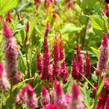 Image result for Celosia schweinfurthiana