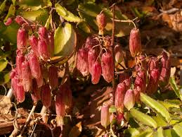 Image result for Kalanchoe pinnata