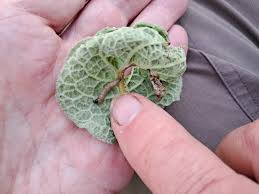 Image result for Nothris verbascella