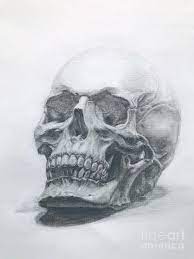 Check spelling or type a new query. Skull Pencil Drawing Drawing By Lavender Liu