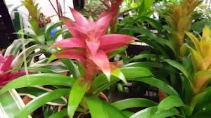Maybe you would like to learn more about one of these? How To Care For A Bromeliad Plant Donna Joshi Youtube