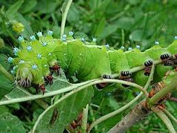 Die Schonsten Schmetterlinge Und Raupen Aus Sudeuropa Schmetterling Raupe Griechenland Italien Sudfrankreich Spanien Portugal Tur Schmetterling Sudeuropa Raupe