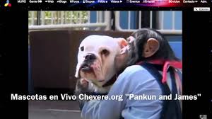 El mono mas inteligente y el perro mas divertido. - YouTube