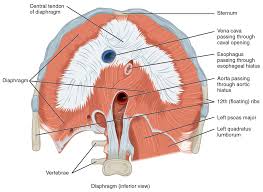 The posterior abdominal wall is found medial to the lateral abdominal walls and is limited. Axial Muscles Of The Abdominal Wall And Thorax Anatomy And Physiology
