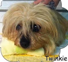Maltese puppies and dogs tend to be bold, confident and social. New Jersey Nj Maltese Meet Bricktown Nj Twinkie A Pet For Adoption
