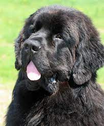 Newfoundland Dog Breed Information
