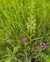 Image result for Habenaria schimperiana
