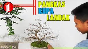 Cara Mudah Pruning Bahan Bonsai Anggur Brazil Kupa Landak Jaboticaba Youtube