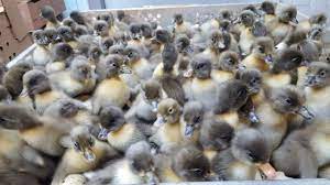 Often blue slates are a combination of these colors. Blue Swedish Ducks Ducklings For Sale Cackle Hatchery