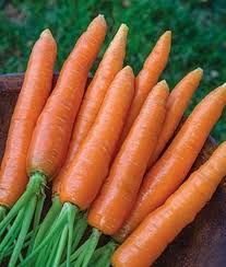 Check spelling or type a new query. Scarlet Nantes Carrot Seeds Etsy In 2021 Carrots Vegetables Carrot Seeds