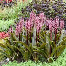 Image result for Eucomis