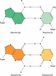 You see, cytosine can form three hydrogen bonds with guanine, and adenine can form two hydrogen bonds with thymine. What Are The Nitrogen Bases In A Dna Molecule Socratic