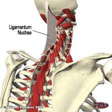 The ligamentum nuchae go from two places on or near the back of your skull and extend through all of the cervical (neck) spinous processes. Clinical Anatomy Of The Ligamentum Nuchae Functional Anatomy Seminars Functional Anatomic Palpation Systems Functional Range Release