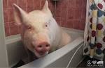 Esther the Wonder Pig