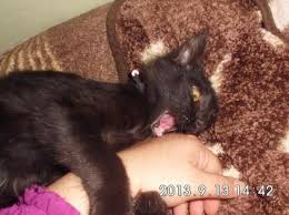 Kedi Davranislarinin Anlamlari Agaclar Net